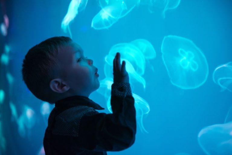 Medusafish at Seville Aquarium