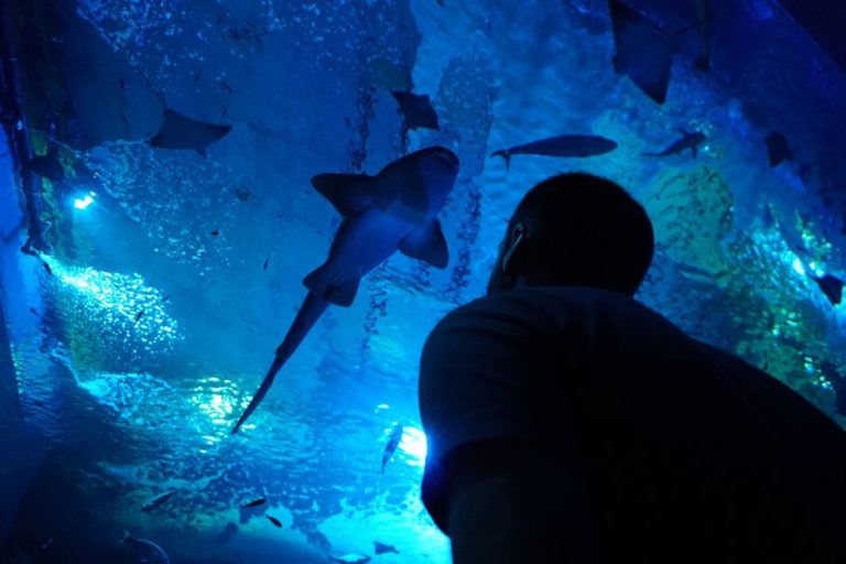 Seville Aquarium