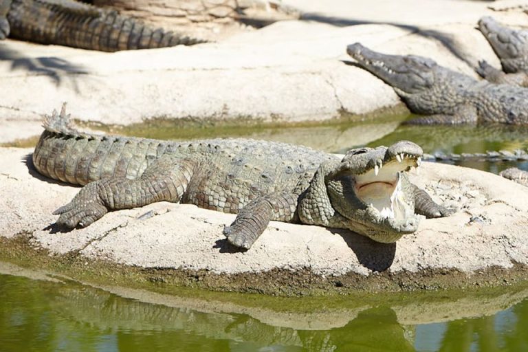 Crocodile Park Torremolinos