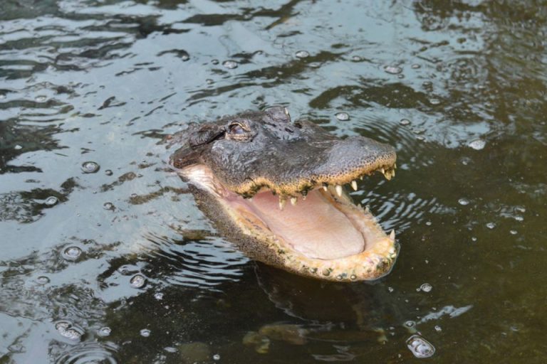 Crocodile Park Torremolinos