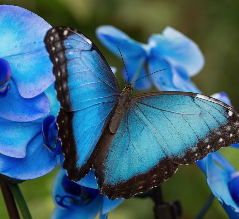 Butterfly Park