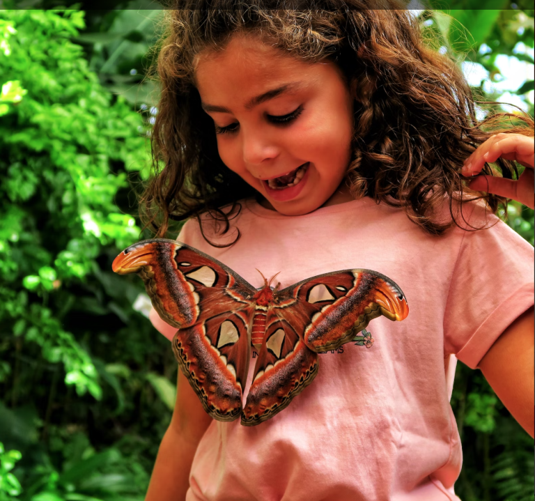 Butterfly Park