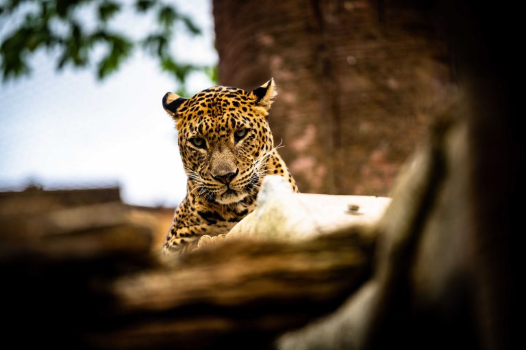 Bioparc Fuengirola